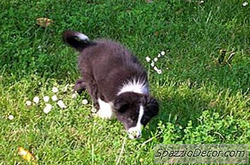 Welpen-Trainingstipps Für Border Collies