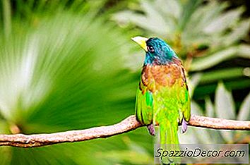 बर्ड्स टेल्स का उद्देश्य