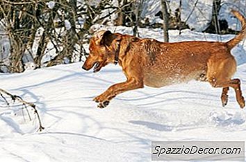 Poner Aceite De Bebé En Perros Para Pieles Secas