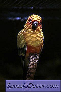 Quaker Parrot Vs. Sun Conure