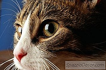 Criando Um Gato Cego