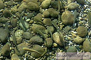 Frontosa-Siklidien Kasvattaminen