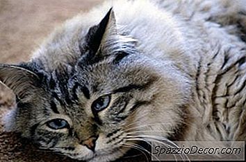 Zwakte Van Het Achterbeen Bij Katten