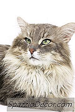 Razones Para Quistes En Gatos