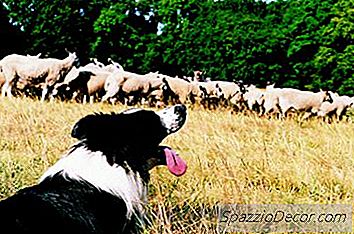 没有训练边境牧羊犬到牧群羊的原因