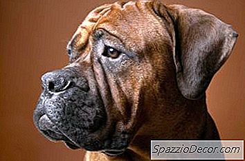 Gründe, Warum Boxerwelpen Ihre Haare Verlieren Können