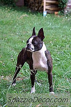 Polecane Karmy Dla Psów Rasy Boston Terrier