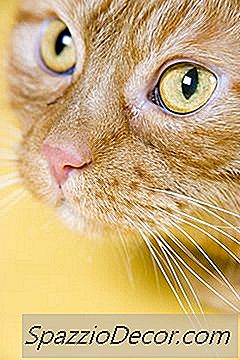 Gengive Rosse Intorno Ai Denti Nei Gatti