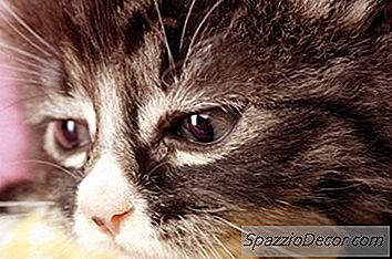 猫の底の発赤と刺激