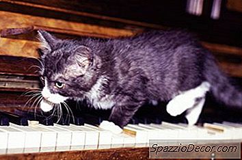 Musique De Relaxation Pour Les Chats