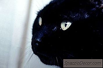 Aliviar Los Pasajes Nasales Hinchados En Gatos