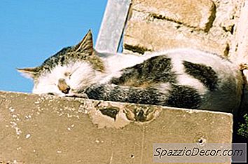 Remèdes Pour Un Chat Malnutri