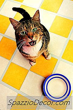Remedio Para Gatos Vomitando Después De Comer