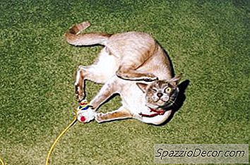 Entfernung Von Katzenläusen Von Möbeln Zu Hause