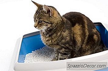 Reciclagem Do Gato Para Usar Uma Caixa De Areia Para A Defecação De