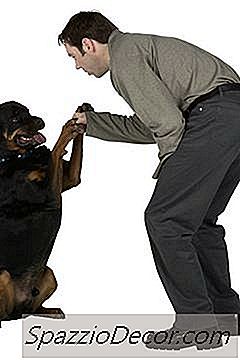 Rottweilers & Bloating
