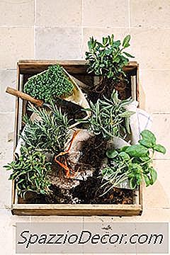 Arbustes Et Plantes Non Toxiques Pour Les Chats