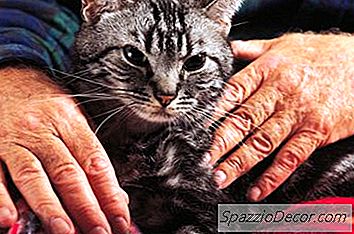 Ασφαλής Έλεγχος Ψύλλων Για Ηλικιωμένες Γάτες