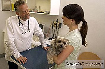 Questões De Segurança Com Baytril Para Cães