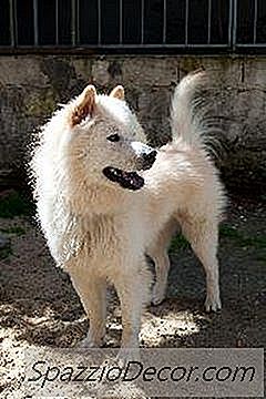 Samoyedos Y Gatos