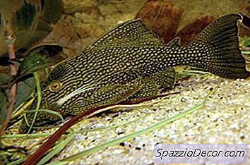 Nisip Vs. Pietriș Într-Un Acvariu De Apă Dulce