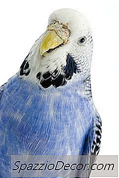 インコのうろこ状のくちばし