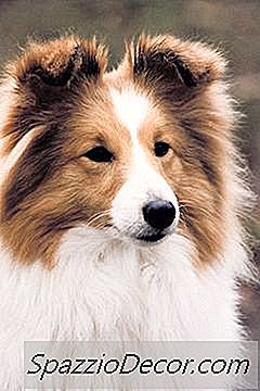 Seborrhoische Hautkrankheiten Bei Shetland Sheepdogs