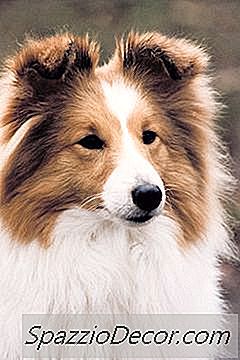 Trastornos De La Piel Seborreica En Shetland Sheepdogs