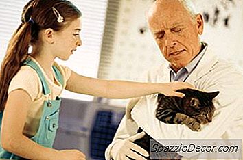 Convulsiones En Gatos Viejos