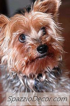 Convulsões Em Yorkie Terriers