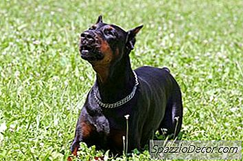 Ansiedade De Separação Em Um Pinscher Do Doberman