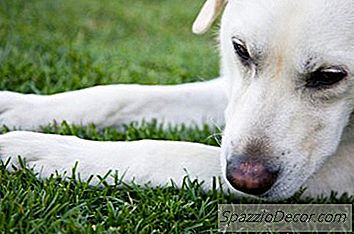Schwerer Juckreiz Bei Ihrem Labrador Retriever