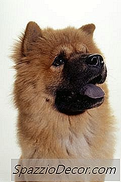 Shedding Cycle Of A Chow Chow