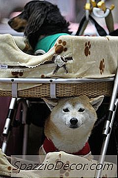 Derramando Em Um Shiba Inu