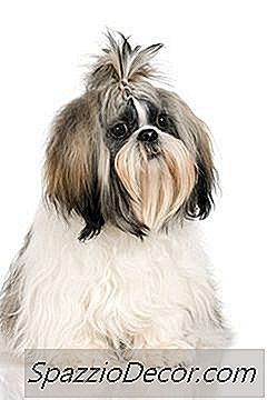 Shih Tzu Problemer
