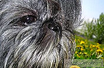 Zaburzenia Skóry Shih Tzu