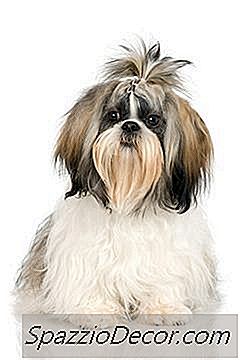 Shih Tzus A Alergie