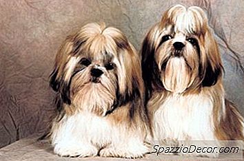 Shih-Tzus & Brown Eye Tear Stains