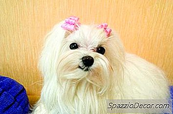 Shih Tzus 대 몰타