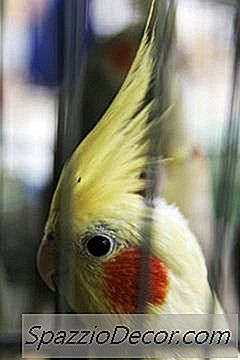 ¿Deberían Los Cockatiels Tener Espejos De Vidrio En Sus Jaulas?