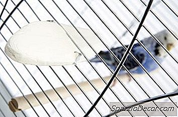 Moet Cuttlebone Worden Bewaard In Een Budgie-Kooi?