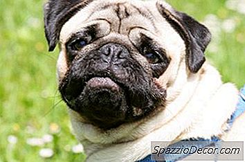 哈巴狗应该戴上安全带还是衣领？