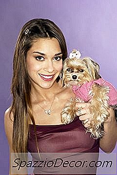 As Coleiras Yorkies: