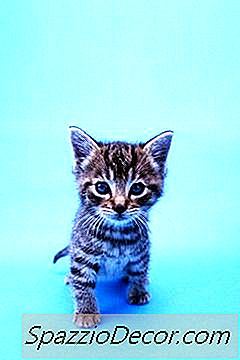 Sekiranya Anda Mengamalkan Anak Kucing Berlebihan?