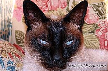 Siamilainen Kissan Käyttäytyminen