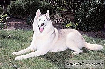 シベリアンハスキー性皮膚障害