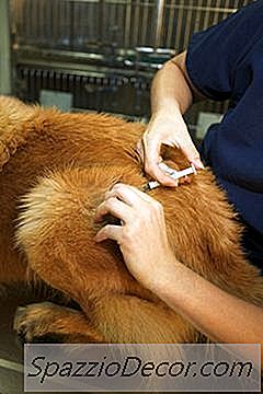 Efeitos Colaterais Da Vacina Canina Da2Pp