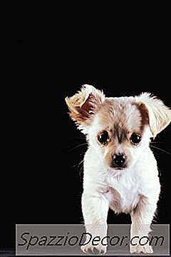 Efeitos Colaterais Da Mudança De Comida De Cachorro Para Chihuahuas
