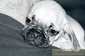 Признаци На Кучешки Спонтанен Аборт