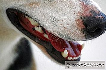 Signes De Dermatite À Piqûres De Puces Sur Les Chiens